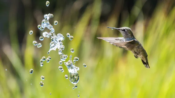 Hummingbird-Update-from-Google