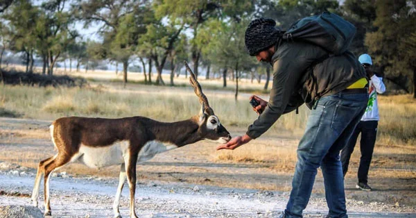 Tal Chappar Blackbuck Sanctuary
